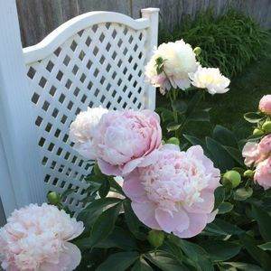 Meet your Posher, Jeanne